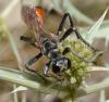 Prionyx lividocinctus
